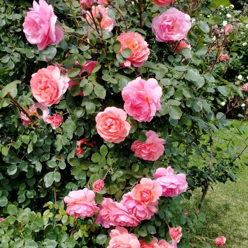 Premierowy odcinek Gry o Tron: Co musisz wiedzieć o Winterfell w sezonie 8