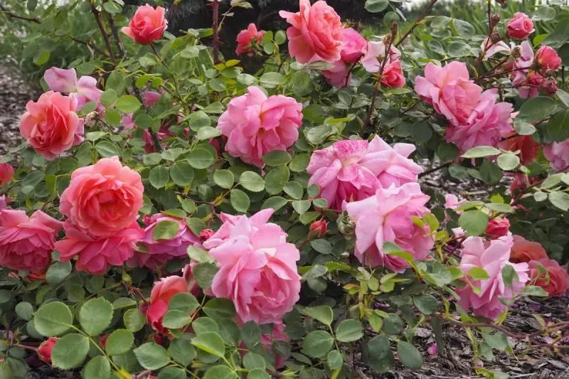 Postacie związane z Winterfell